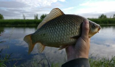 Ловля карася на приманки для хищника. Из-за чего такой хороший улов?