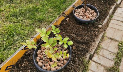 Высаживаем розы на участке прямо в горшках – быстро, удобно, красиво, практично