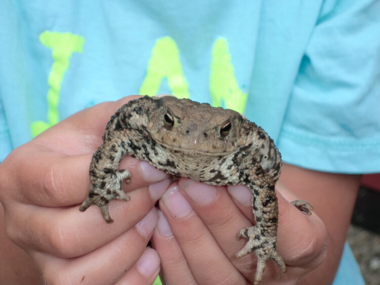 Чем жаба отличается от лягушки? Почему это важно знать в сезон шашлыков и дач?0