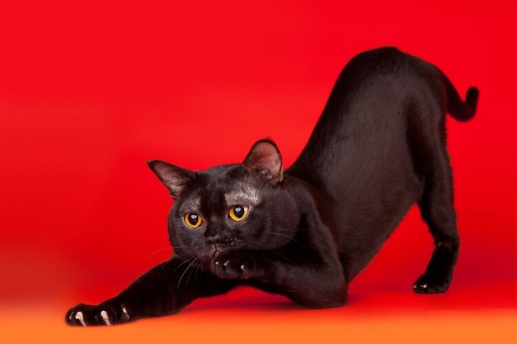 Бомбейская кошка: Хотели создать мини-пантер, а получился любвеобильный экстраверт!0
