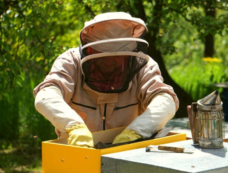 Разведение пчел на дачном участке: что говорит закон0