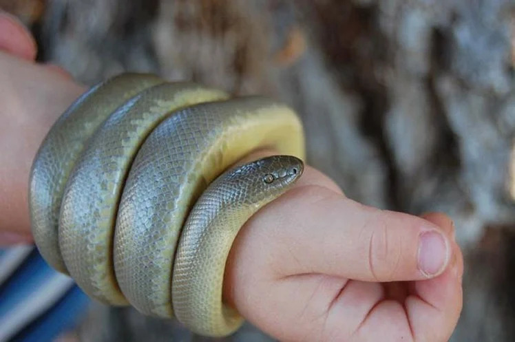 Резиновая змея: Настолько мирная, что ею лечат змеебоязнь. Она даже частично теплокровна, а потому забралась на север0