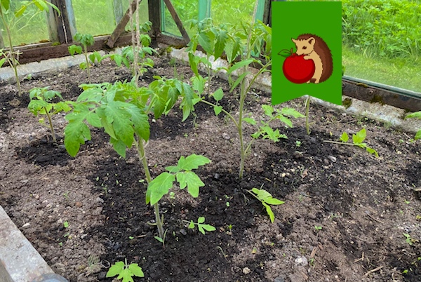 Первая подкормка томатов после высадки на грядки: когда вносить и какие удобрения лучше использовать?0