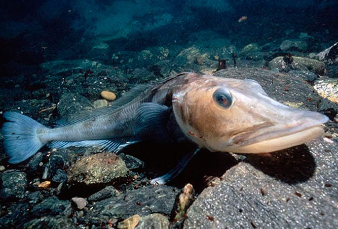 Ледяная рыба: Сделала свою кровь прозрачной, чтобы жить в Антарктиде. Странная рыба, которая устранила гемоглобин в своем теле0