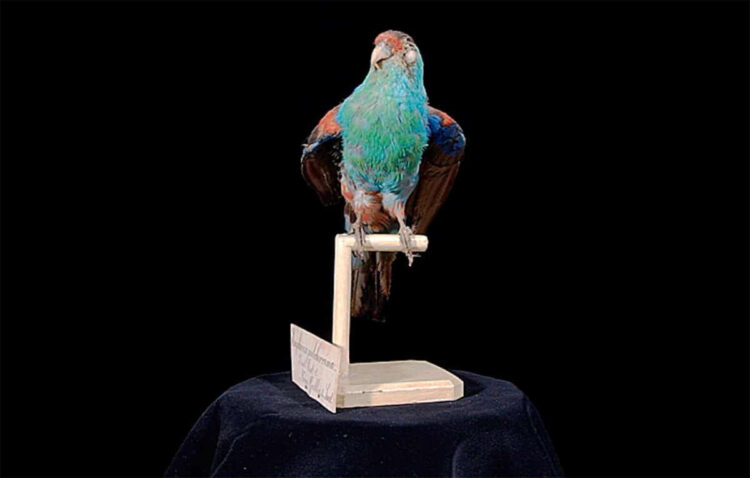 Райский попугай: Жил в термитниках и вымер из-за своей красоты. Люди так сильно полюбили его, что случайно истребили0