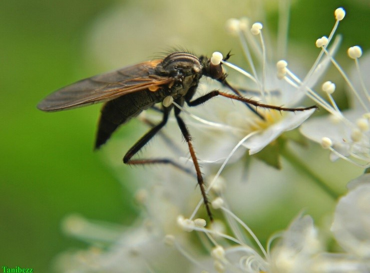 Большой толкунчик: Хищная муха-перехватчик. Их самки пацифистки и питаются мясом только с «рук» самцов0