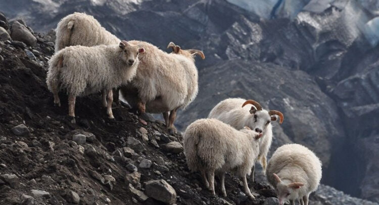 Исландские овцы: Овцы, одевавшие викингов. Полу-дикая порода, близкая по духу и внешности к копытным, которых только-только приручили люди0
