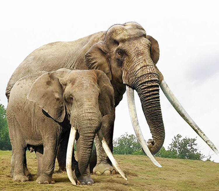 Азиатский прямобивневый слон: Титан, претендующий на звание крупнейшего наземного млекопитающего! Был в 2 раза больше современных слонов0