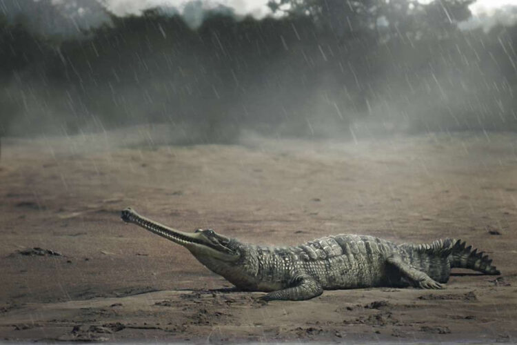 Грипозух: Мирный гигант древности. Крокодил, что входит в пятёрку крупнейших за всю историю, был заядлым рыбаком0