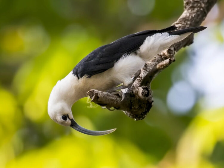 Серпоклювая ванга: Вывернула свой клюв, чтобы спасать деревья. Птица из Мадагаскара, что с хирургической точностью удаляет вредителей0