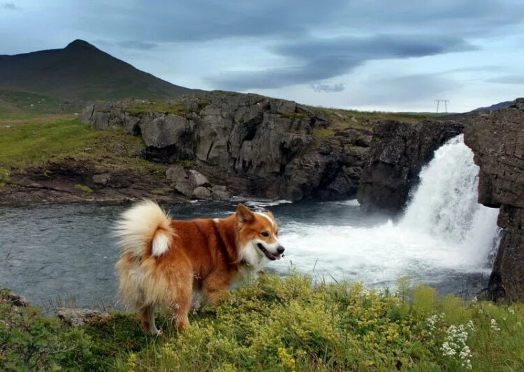 Исландские овчарки: Карманная собачка викингов. Древняя порода маленьких псов, что способны управлять большими стадами0
