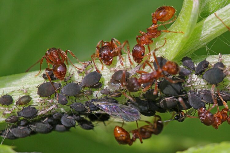 Зачем муравьи разводят тлю и как с ними бороться. Семь самых эффективных способов0