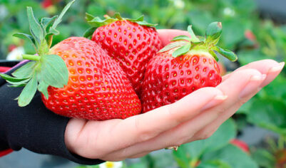 Садовая земляникам — способы выращивания в домашних условиях