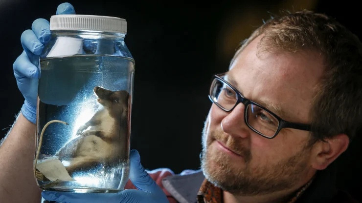 Свиноносая крыса: Этого грызуна открыли лишь в 2015 году, и он разительно отличается от остальных крыс0