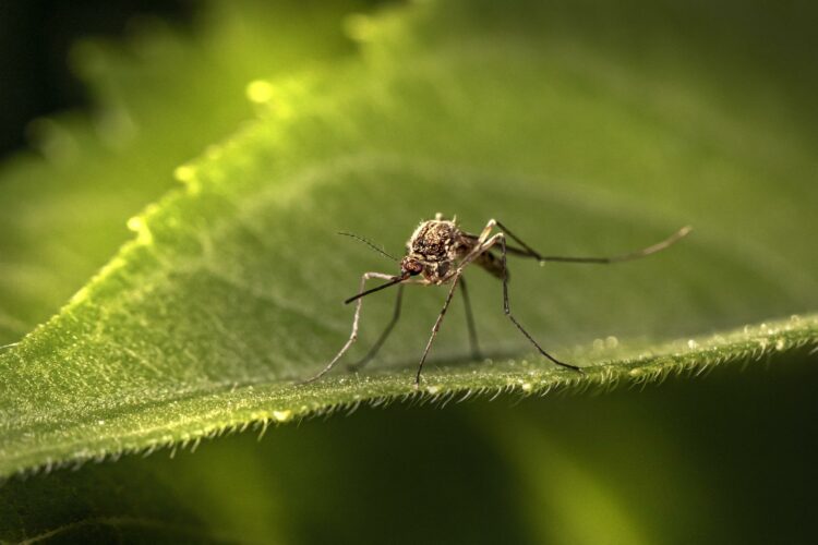 Правда ли, что Карелия комариный край? Как мы защищаемся от кусающихся насекомых0