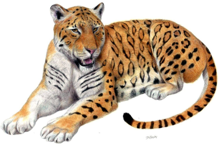 Пантера Станского: Предок больших кошек. Каков был один из древнейших найденных «тигров»?0