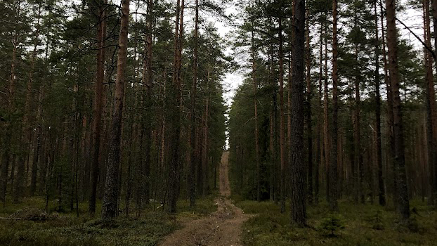 Заброшенный полигон высоковольтных испытаний: загадочные находки в лесу оставшиеся со времен Советского Союза0