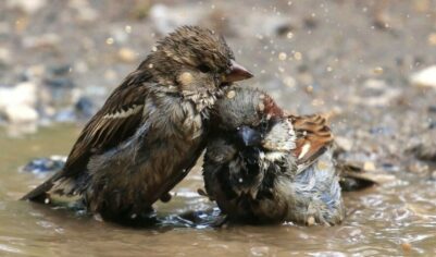 Соседка увидела, что воробьи купаются в луже у дома и сказала, что это не к добру – разберемся, так или нет