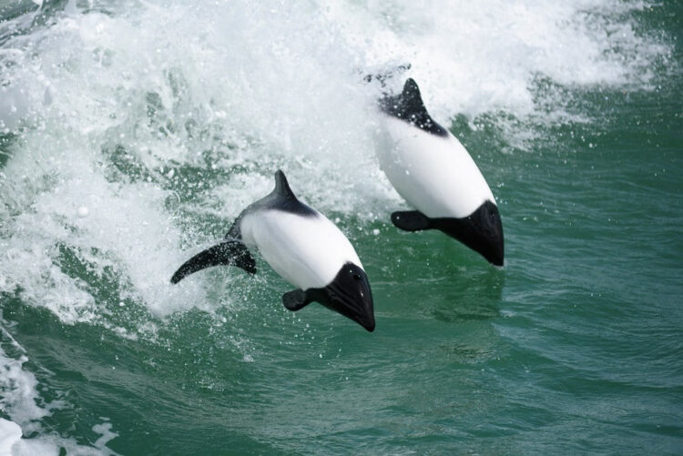 Дельфин Коммерсона: Как живёт один из самых крошечных дельфинов с расцветкой панды?0