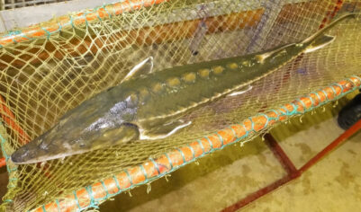 Сахалинский осётр: Вымирает, но не сдаётся. Эта рыба проделывает восхождение по горной реке длиной в 70 километров, чтобы продолжить род!