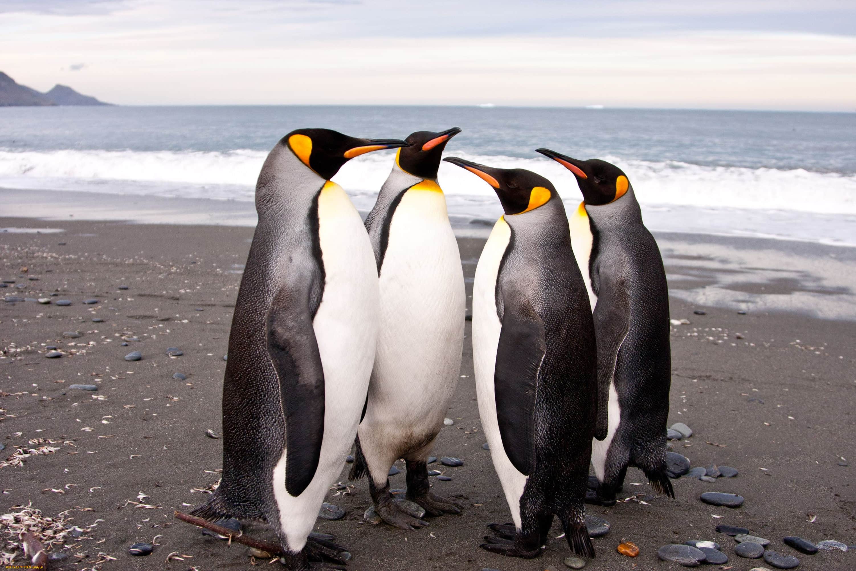 Пингвины в дикой природе. Императорский Пингвин в Антарктиде. Животные Антарктиды Императорский Пингвин. Королевский Пингвин в Антарктиде. Императорский Пингвин и Королевский Пингвин.