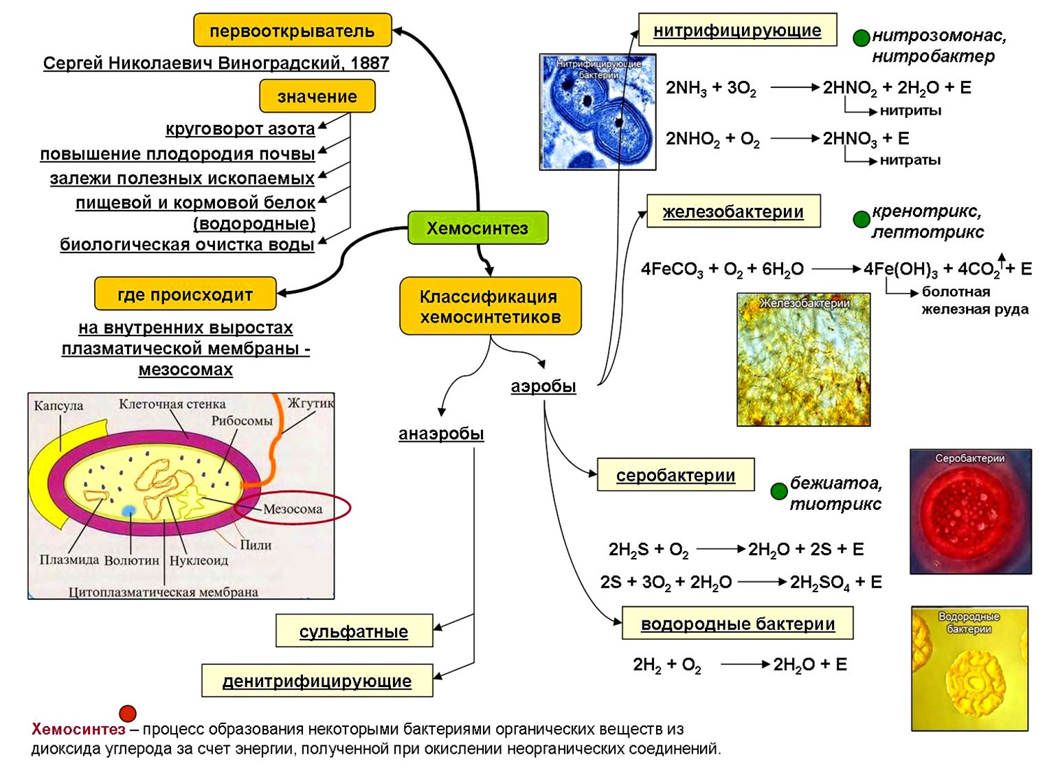 Возникновение фотосинтеза у прокариот. Хемосинтез схема процесса. Таблица про бактерии хемосинтез 10 класс. Типы питания организмов. Фотосинтез. Хемосинтез. Организмы осуществляющие процесс хемосинтеза.