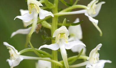 Россиянам рассказали об опасности «пахучей любки»