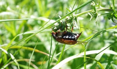 Названа причина нашествия майских жуков в Подмосковье