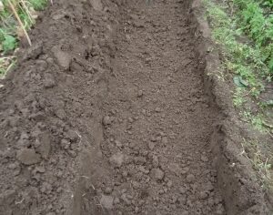 Готовим грядки под огурцы осенью и получаем в следующем сезоне отменный урожай