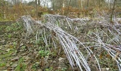 Как укрыть на зиму черную малину: основные моменты