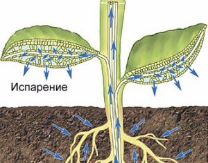 Какие деревья сажают, чтобы не откачивать яму? (Мощнейшие осушители грунта — биодренаж)