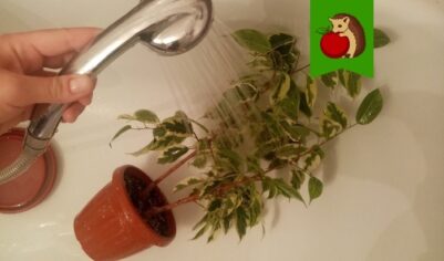 5 мероприятий, чтобы фикусы были пышными, объемными и нарядными