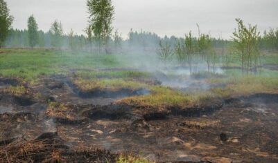 Осушение болот в СССР: Ошибка, от которой Россия страдает до сих пор