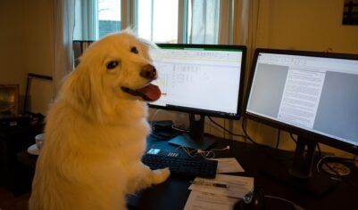 На работу — с собачкой!