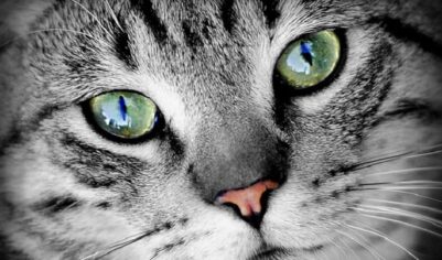Ученые приблизились к созданию гипоаллергенных кошек