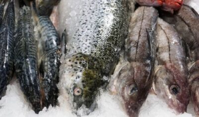 С Нового года в России ожидается подорожание рыбы на 20%