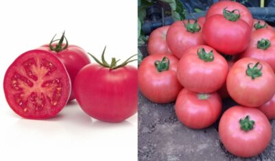 Проверил розовые помидоры за 3 сезона: топ-5 вкусных. От мелких плодов к крупным по 500 грамм