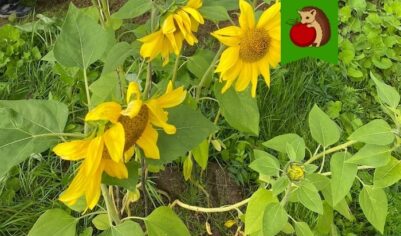 Многие зачем-то подсаживают к картофелю и не догадываются, что таким образом лишь привлекают проволочника и снижают урожайность