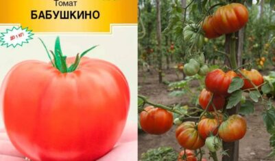 Выращиваю высокорослые сорта томатов в своей теплице. 8 проверенных сортов от опытных огородников