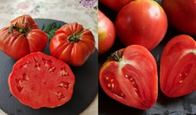 Выбираю лучшие сорта мясистых томатов для теплицы. 4 надежных варианта дешевле разрекламированных новинок