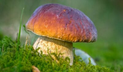 Грибы: чем полезны, описание, фото и видео