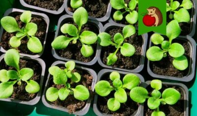 Рассада петунии терпеть не может: 5 аспектов ухода, которые только навредят