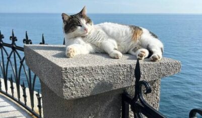 Кошка Муся жива! Сброшенное с «Ласточкиного гнезда» животное спасли.