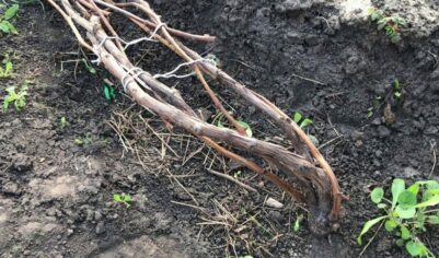Восстановление винограда, поврежденного зимними морозами: основные шаги