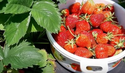 Увеличиваю урожай клубники на 80% народными средствами. 3 весенних способа от потомственного агронома