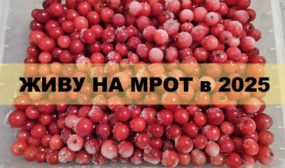 Живу на МРОТ в 2025. День 17 — Каменная голова и Красная смородина