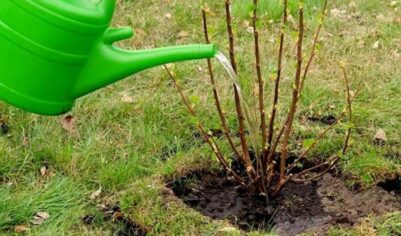 Две весенние подкормки ягодных кустарников: основные моменты
