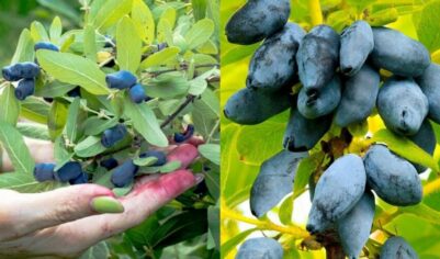 Использую 3 простых подкормки для жимолости весной. Собираю 4 кг ягод вместо прежних 1.5 кг с куста