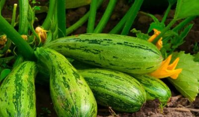 Посадила крупные кабачки дедовским способом на целине без перекопки. 12 кустов дали урожай в 2 раза больше обычного