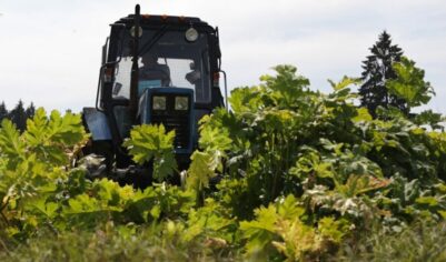 В Подмосковье появился новый штраф за борщевик. Сколько придётся платить